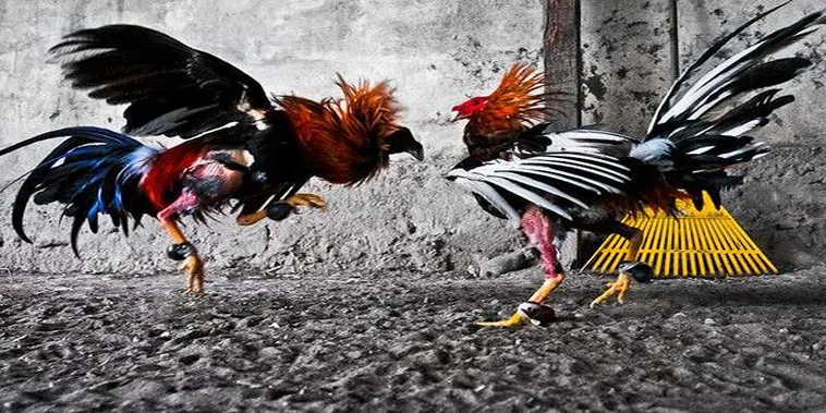Cách Chơi Đá Gà Ga28 Tại Rikvip Và Mẹo Đặt Cược An Toàn Hiệu Quả