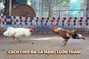 Cách Chơi Đá Gà Sabong Tại Rikvip Cho Người Mới Bắt Đầu