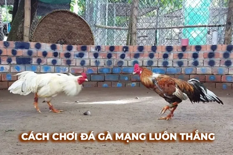 Cách Chơi Đá Gà Sabong Tại Rikvip Cho Người Mới Bắt Đầu